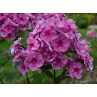Флокс Phlox Ипполита